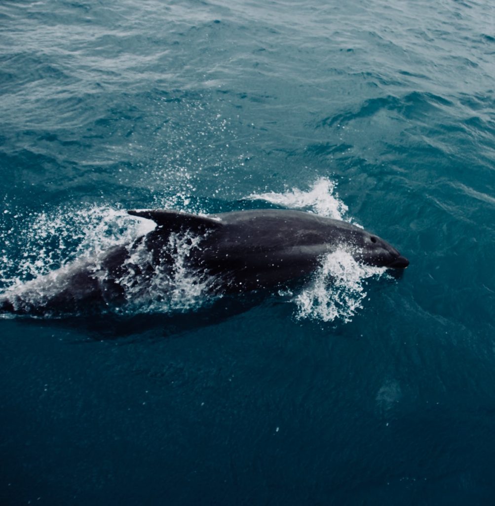 black and white whale on blue water during daytime